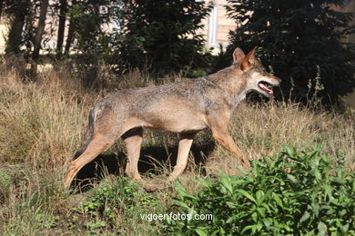 Lobo ibérico