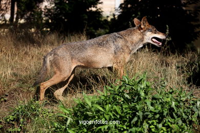 Lobos: el lobo ibérico