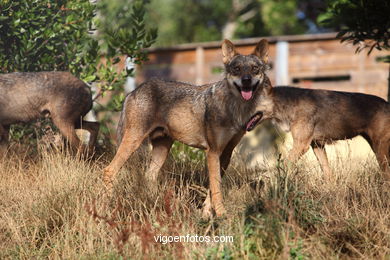 Lobos: el lobo ibérico