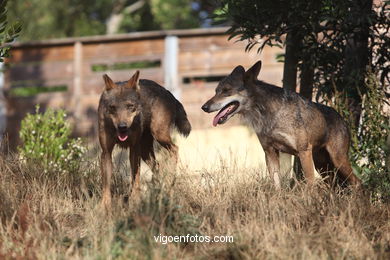 Lobos: el lobo ibérico
