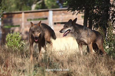 Lobos