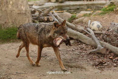 Lobos: el lobo ibérico