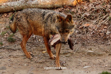 Lobos: el lobo ibérico