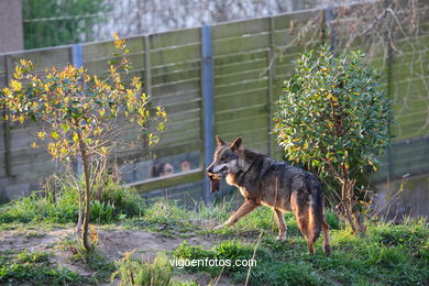 Lobos: el lobo ibérico