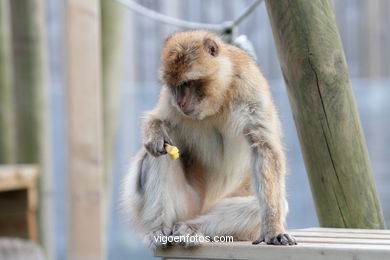 BARBARY MACAQUE - MACACA SYLVANA