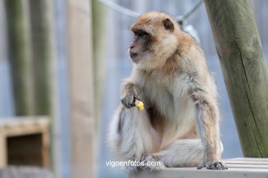 BARBARY MACAQUE - MACACA SYLVANA