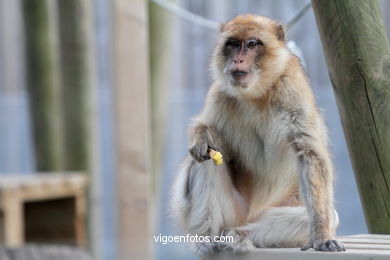 BARBARY MACAQUE - MACACA SYLVANA