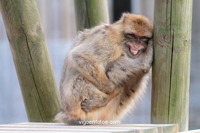 MACACO DE GIBRALTAR