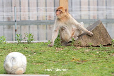 BARBARY MACAQUE - MACACA SYLVANA