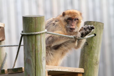 BARBARY MACAQUE - MACACA SYLVANA