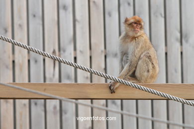 MACACO DE GIBRALTAR