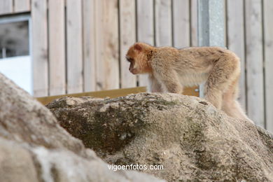 BARBARY MACAQUE - MACACA SYLVANA