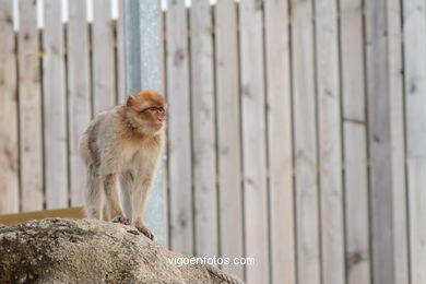 MACACO DE GIBRALTAR