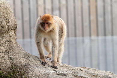 MACACO DE GIBRALTAR