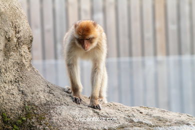 BARBARY MACAQUE - MACACA SYLVANA