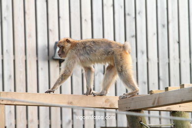 BARBARY MACAQUE - MACACA SYLVANA