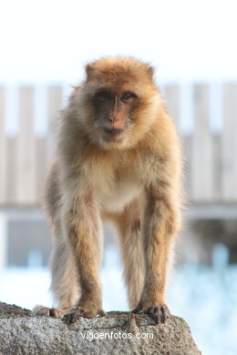 BARBARY MACAQUE - MACACA SYLVANA