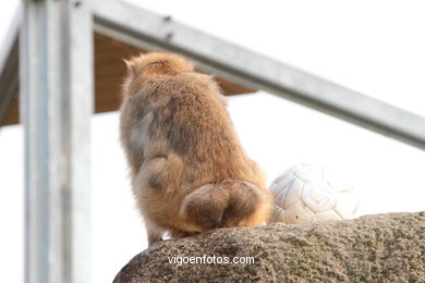 BARBARY MACAQUE - MACACA SYLVANA