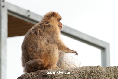 BARBARY MACAQUE - MACACA SYLVANA