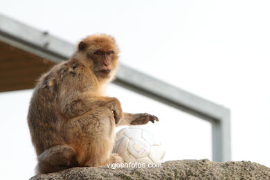 BARBARY MACAQUE - MACACA SYLVANA