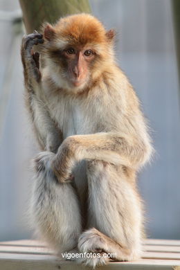 BARBARY MACAQUE - MACACA SYLVANA