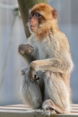 BARBARY MACAQUE - MACACA SYLVANA