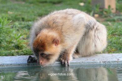 BARBARY MACAQUE - MACACA SYLVANA