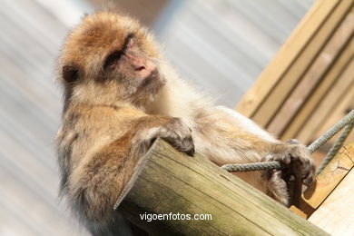 BARBARY MACAQUE - MACACA SYLVANA