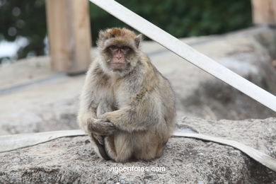 BARBARY MACAQUE - MACACA SYLVANA