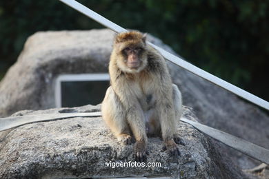 BARBARY MACAQUE - MACACA SYLVANA