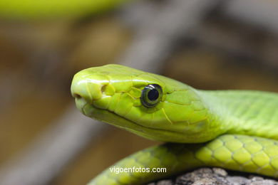 GREEN MAMBA. AFRICAN SNAKE.