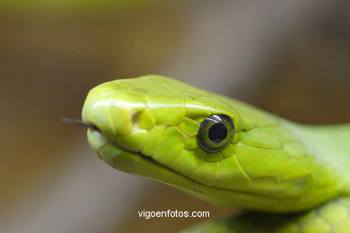 MAMBA VERDE. SERPENTE AFRICANA