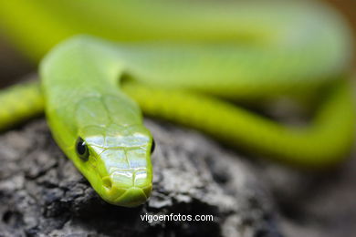 MAMBA VERDE. SERPENTE AFRICANA