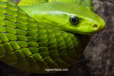 GREEN MAMBA. AFRICAN SNAKE.