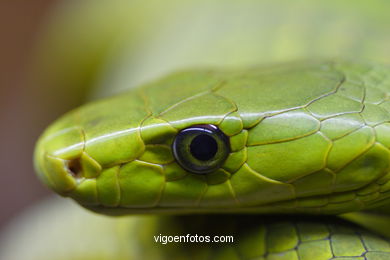 GREEN MAMBA. AFRICAN SNAKE.