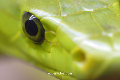 MAMBA VERDE. SERPIENTE AFRICANA.