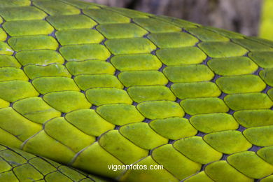 MAMBA VERDE. SERPIENTE AFRICANA.