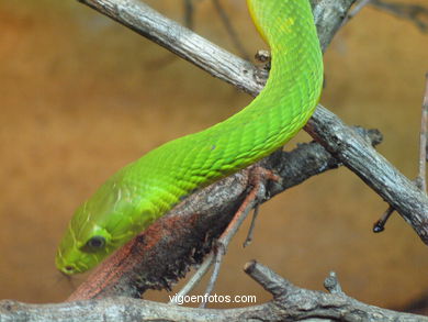 MAMBA VERDE. SERPIENTE AFRICANA.