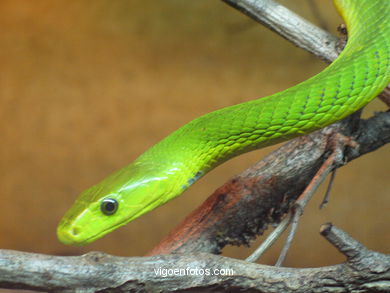 MAMBA VERDE. SERPENTE AFRICANA