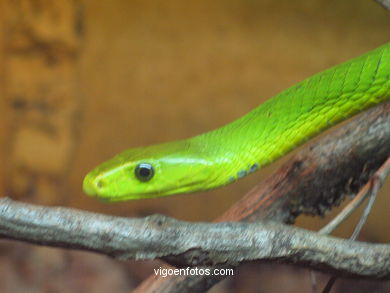 GREEN MAMBA. AFRICAN SNAKE.