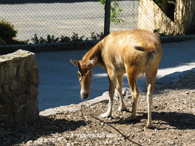 MAMMALS