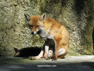 MAMMALS