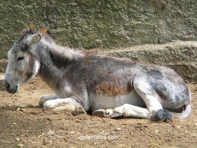 MAMMALS