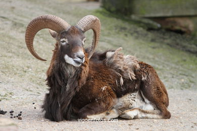 CORSICA MOUFLON