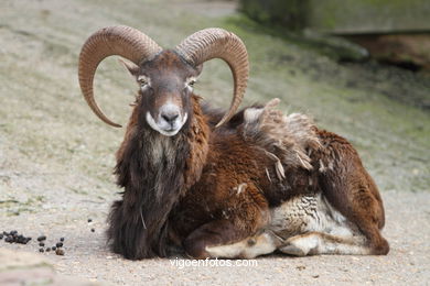 CORSICA MOUFLON