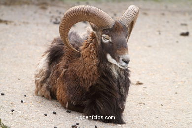 CORSICA MOUFLON