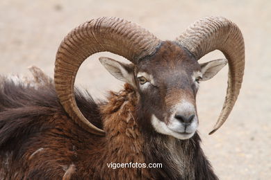 MUFLÃO DE CÓRCEGA. MUFLÃO EUROPEU. CARNEIRO SELVAGEM.