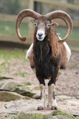 CORSICA MOUFLON