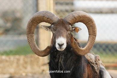 Corsica mouflon