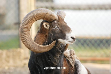 CORSICA MOUFLON